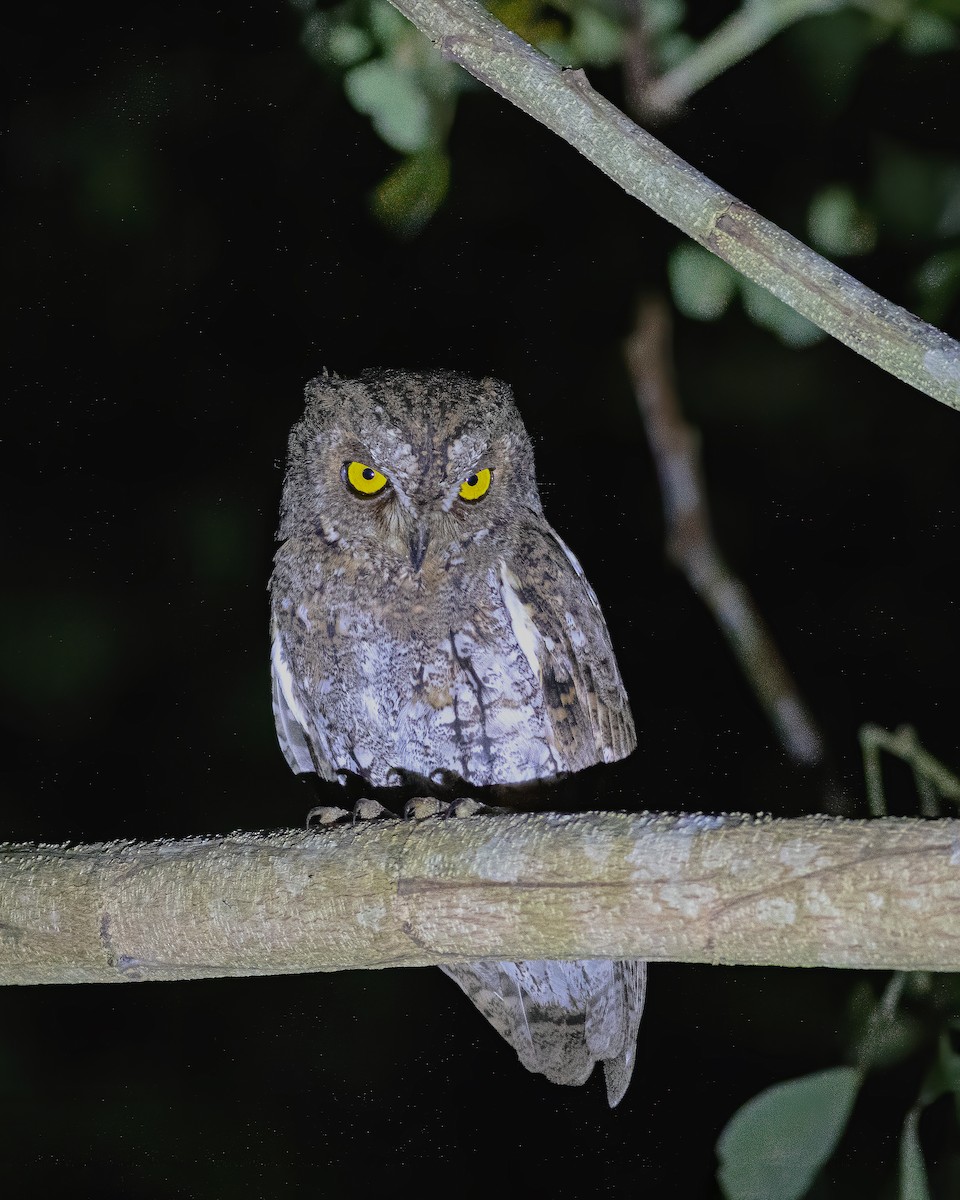 Oriental Scops-Owl (Walden's) - ML609594408