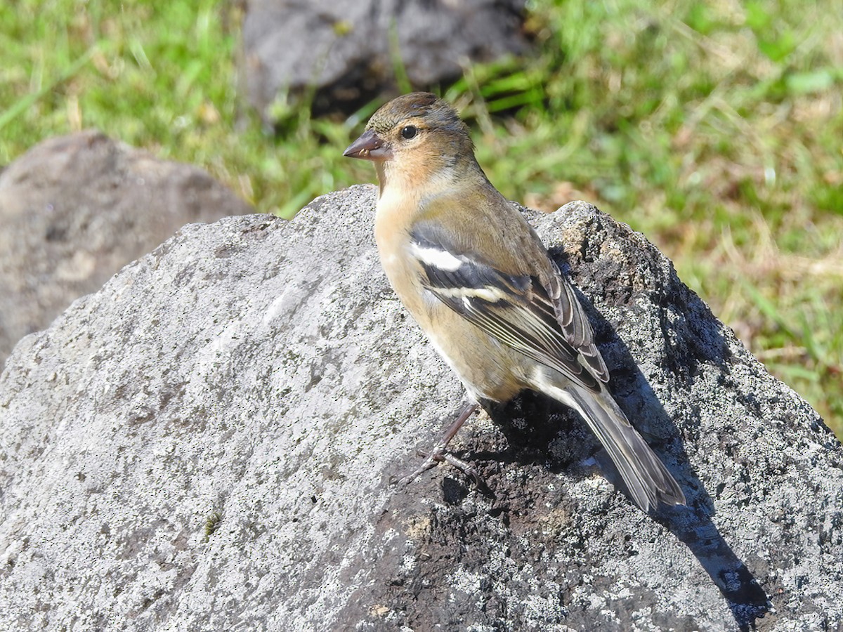 Azores Chaffinch - Fringilla moreletti - Birds of the World