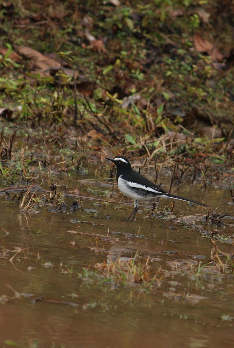 White-browed Wagtail - ML609594638