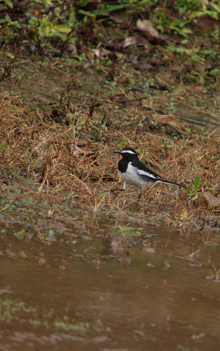 White-browed Wagtail - ML609594639