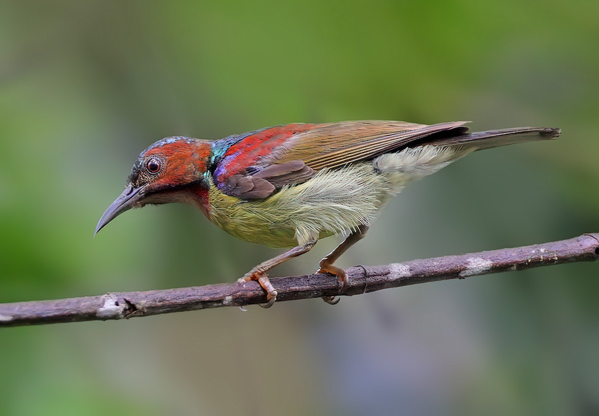 Red-throated Sunbird - ML609594880