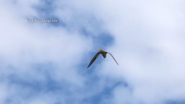 Black-shouldered Kite - ML609594899