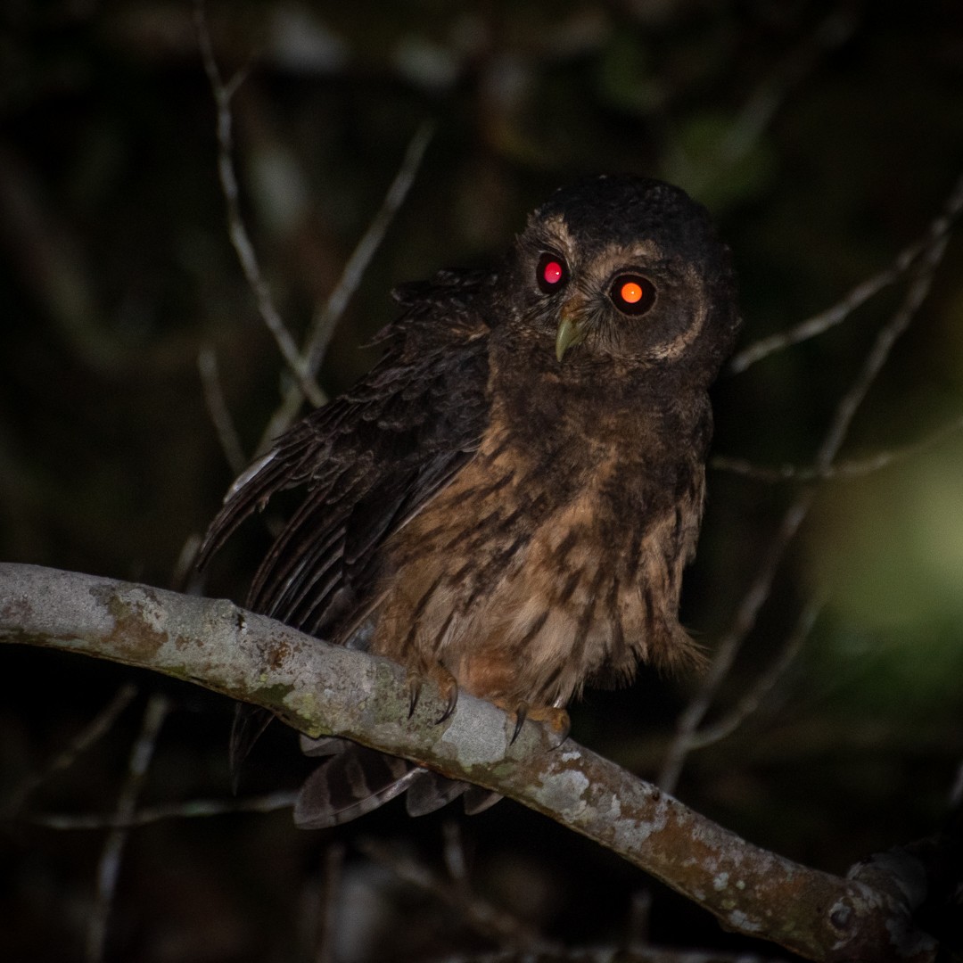 Mottled Owl - Antonio Ros