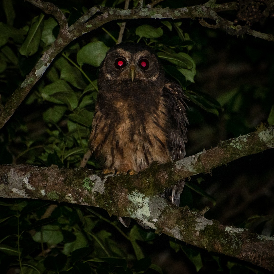 Mottled Owl - ML609595100
