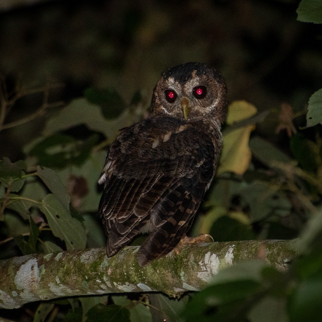 Mottled Owl - ML609595101