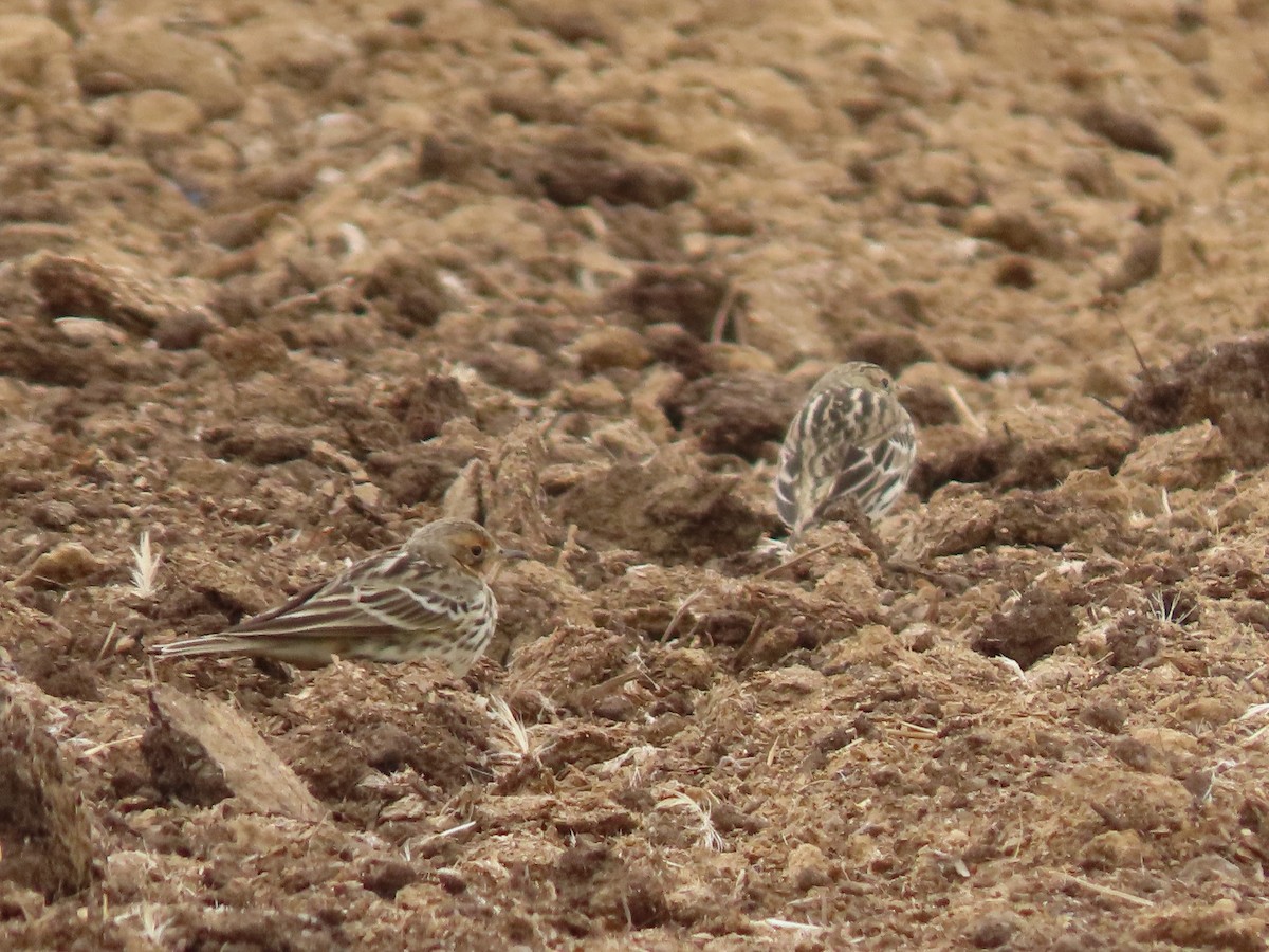 Red-throated Pipit - ML609595165