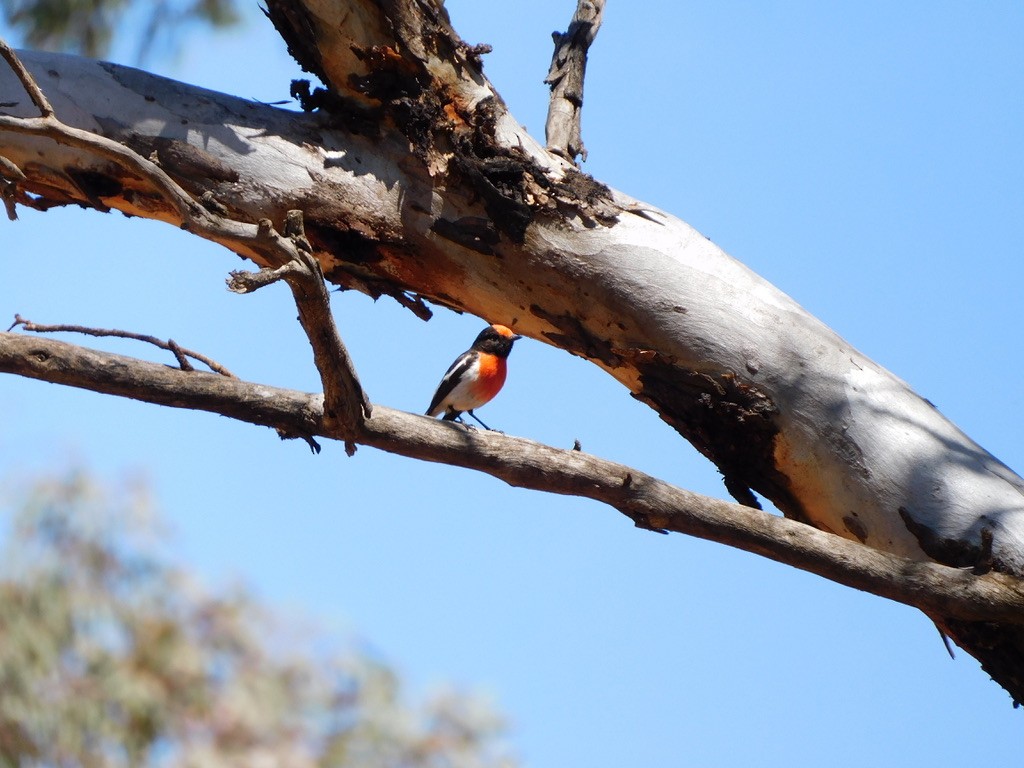 Red-capped Robin - ML609595195