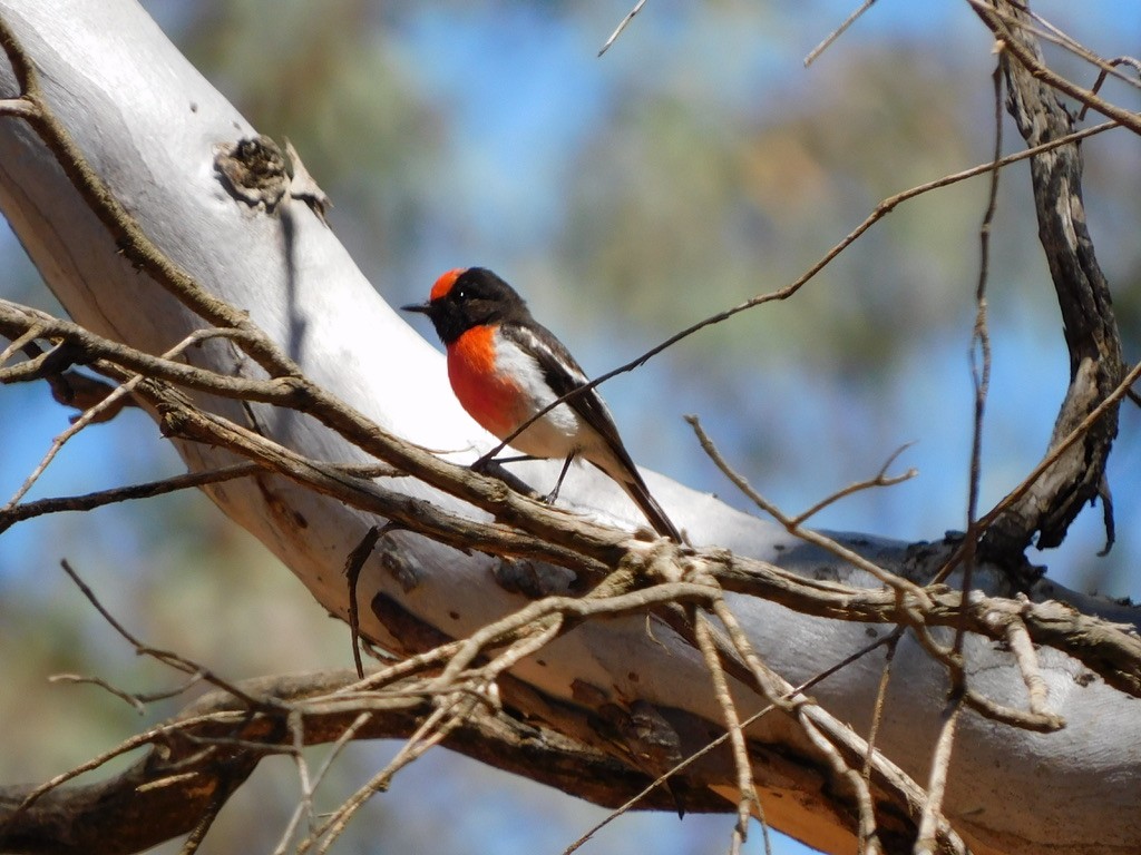 Red-capped Robin - ML609595196