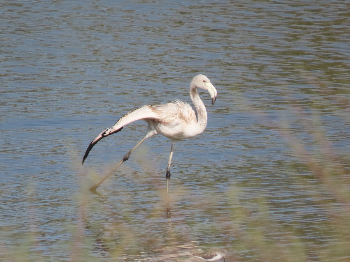 Greater Flamingo - ML609595216