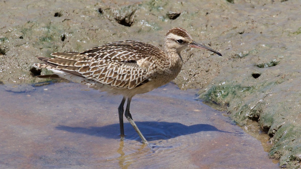 Little Curlew - ML609595647