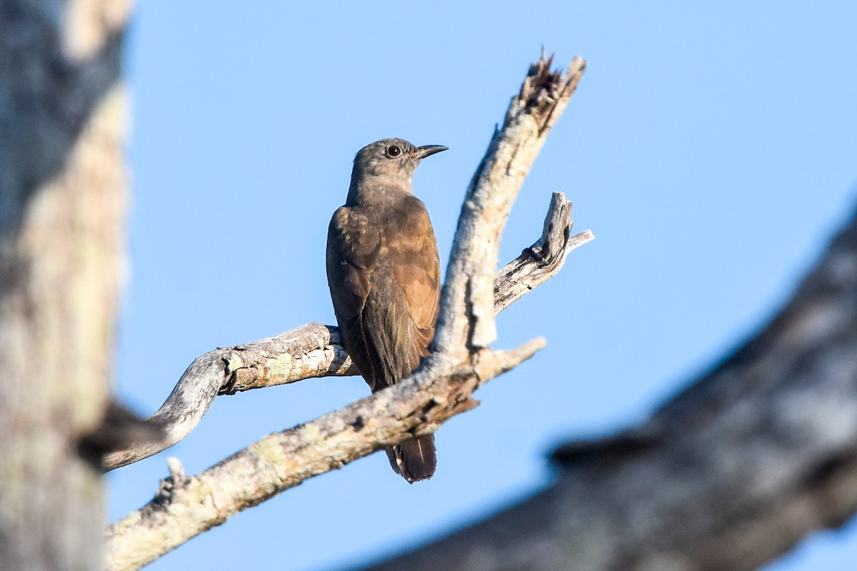 Brush Cuckoo (Australasian) - ML609596147