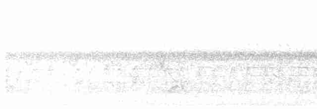 White-bellied Drongo - ML609596384
