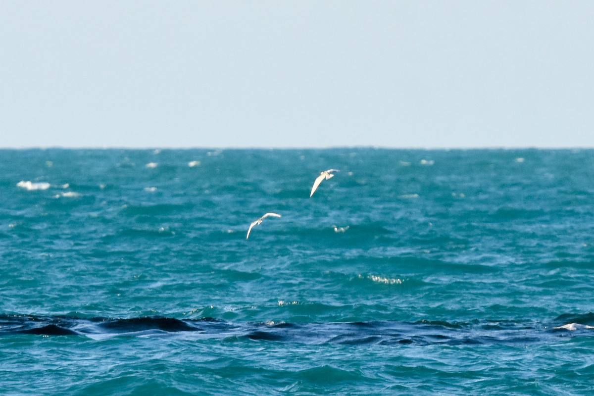 Weißbart-Seeschwalbe - ML609596415