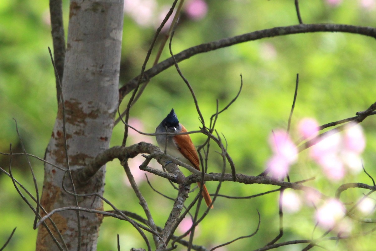 Indian Paradise-Flycatcher - Anand Chaudhary