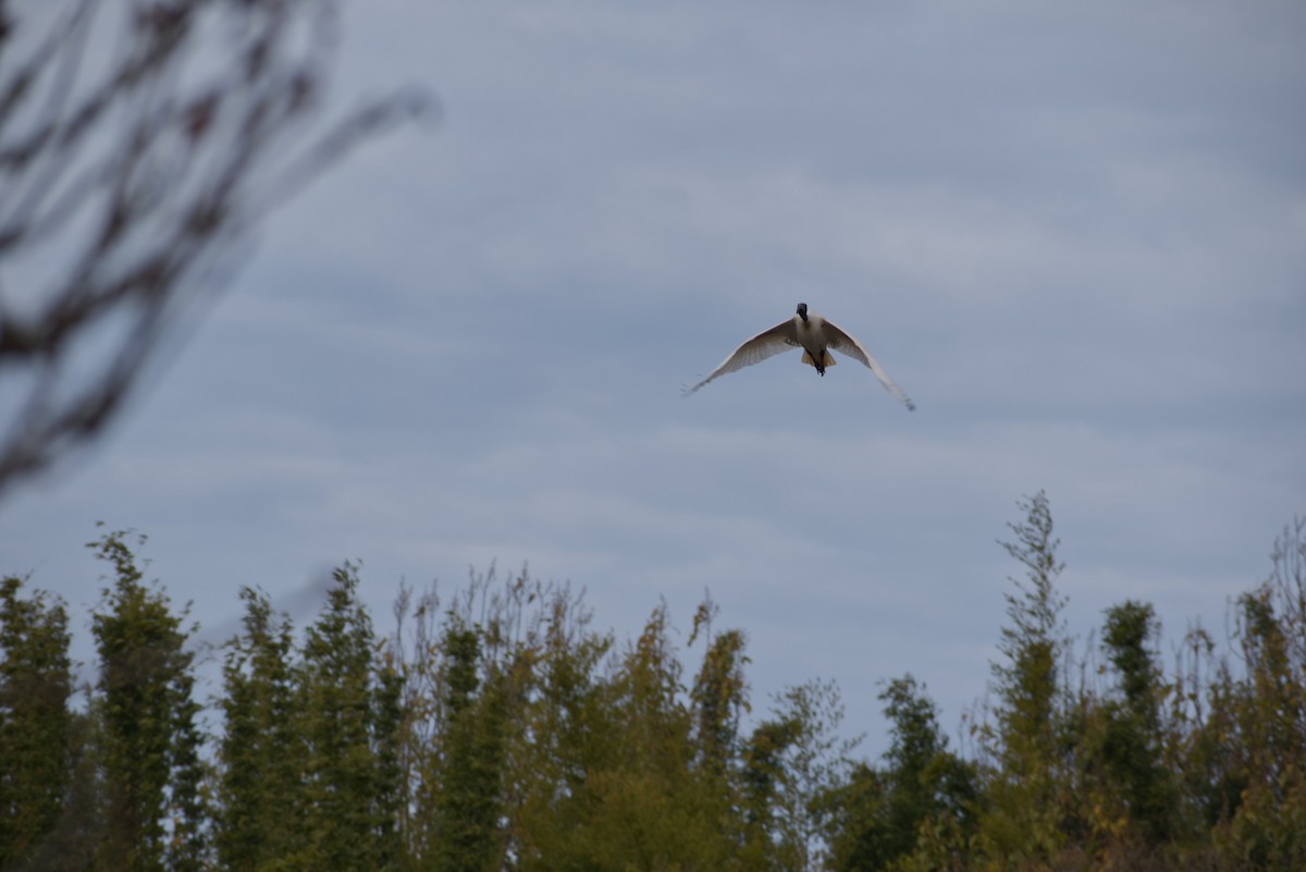 ibis australský - ML609596916