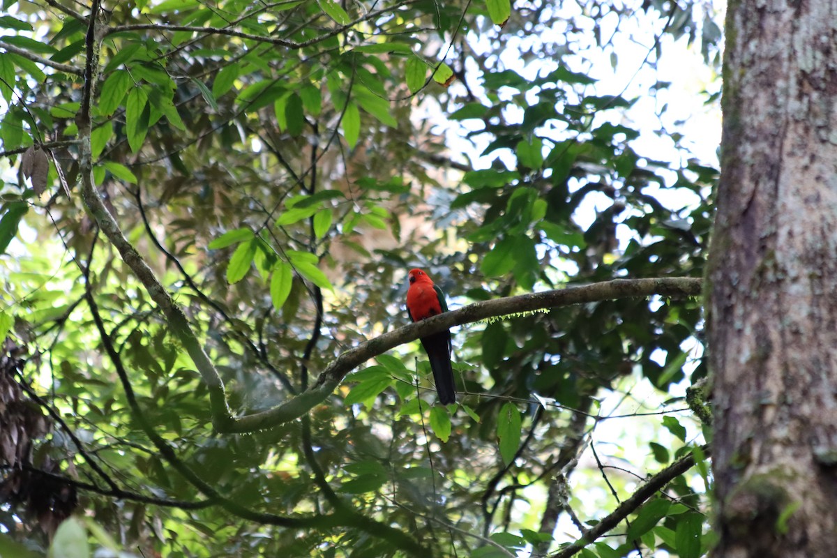 Australian King-Parrot - ML609597082