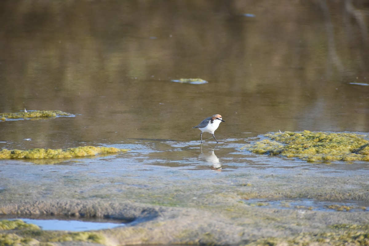 Red-capped Plover - ML609597180