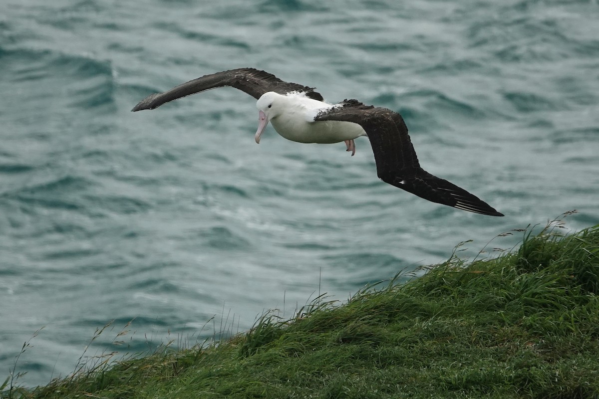 Northern/Southern Royal Albatross - ML609597535