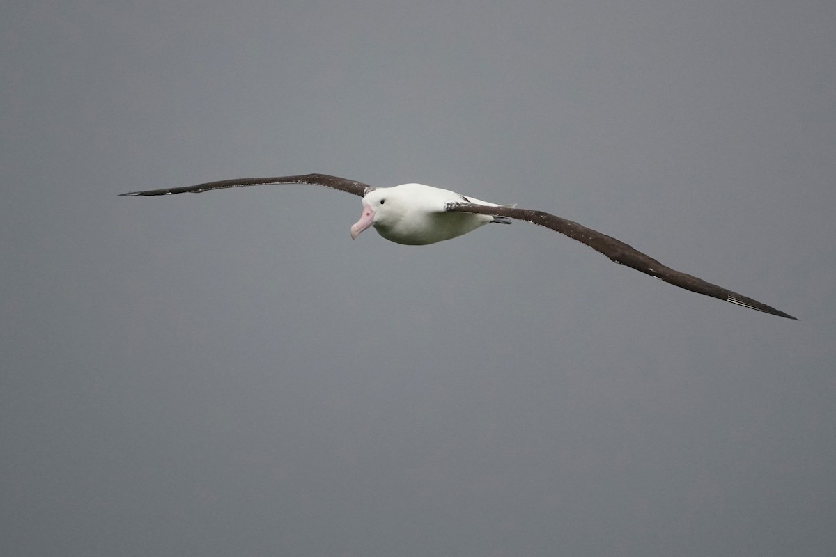 Northern/Southern Royal Albatross - Emily Jenkins