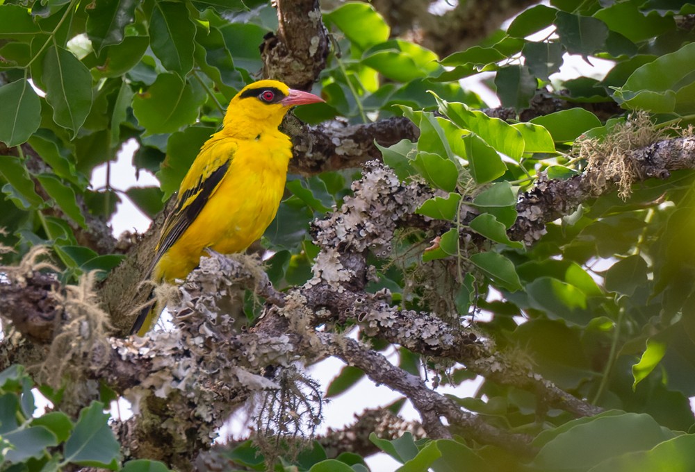African Golden Oriole - Lars Petersson | My World of Bird Photography