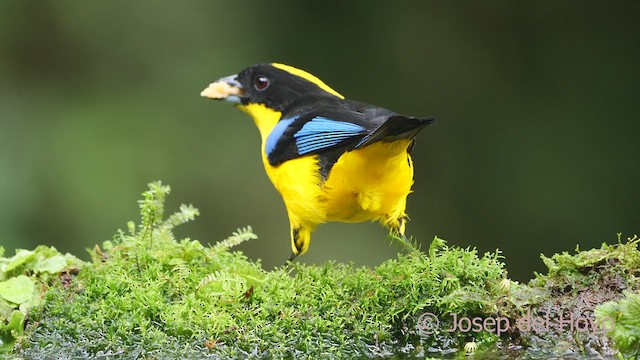 Blue-winged Mountain Tanager (Blue-winged) - ML609598166