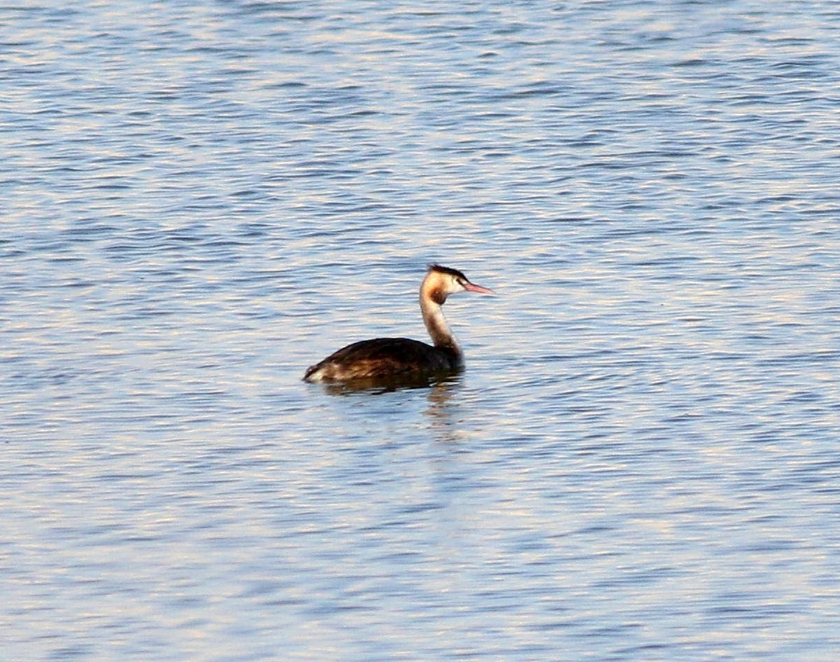 Great Crested Grebe - ML609598439