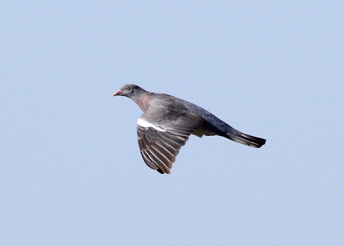 Common Wood-Pigeon - ML609598446