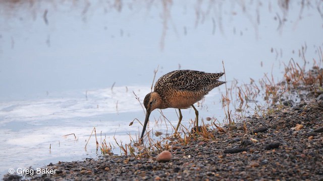 Long-billed Dowitcher - ML609598548