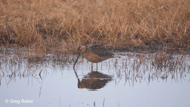 Long-billed Dowitcher - ML609598550