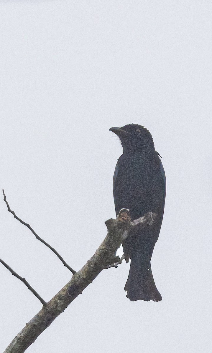 Short-tailed Drongo - Per Smith