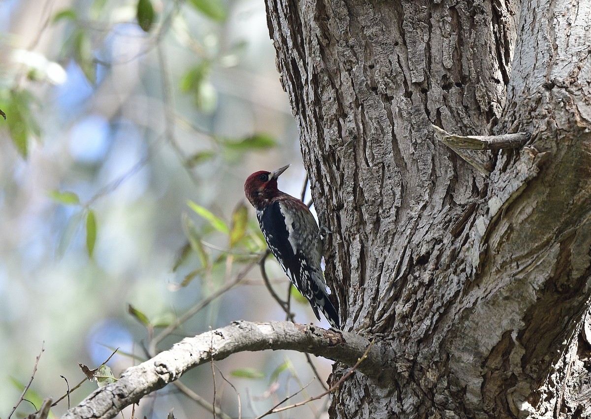 Red-breasted Sapsucker - ML609598652