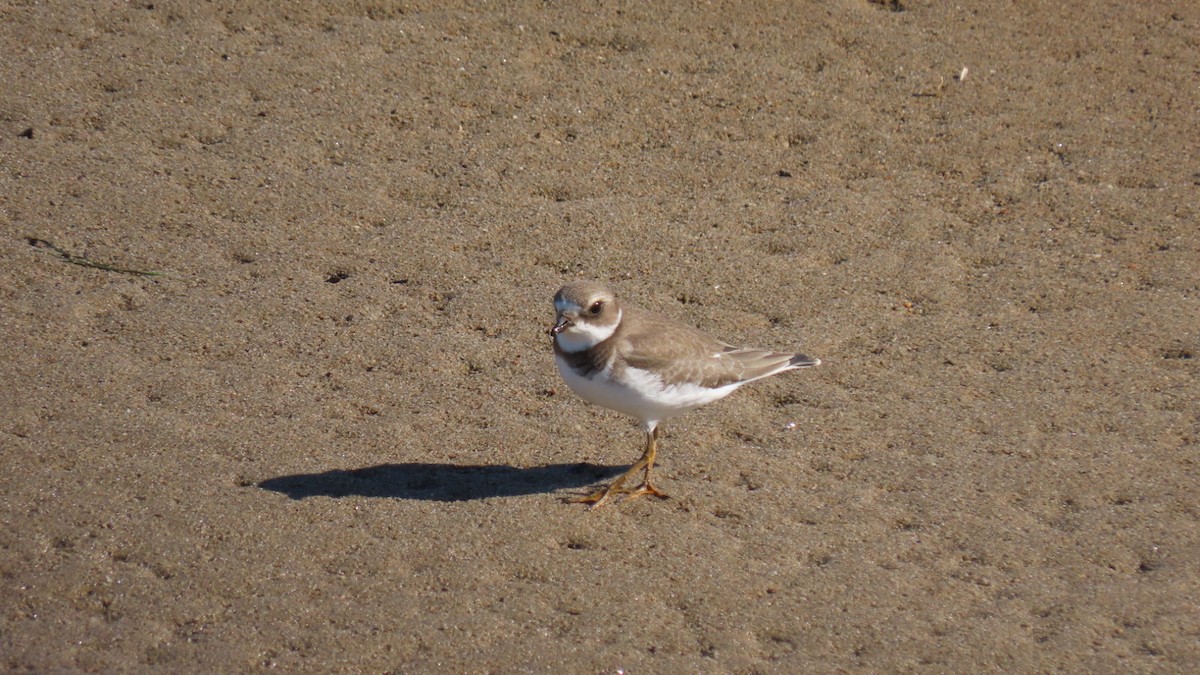 Semipalmated Plover - ML609598747