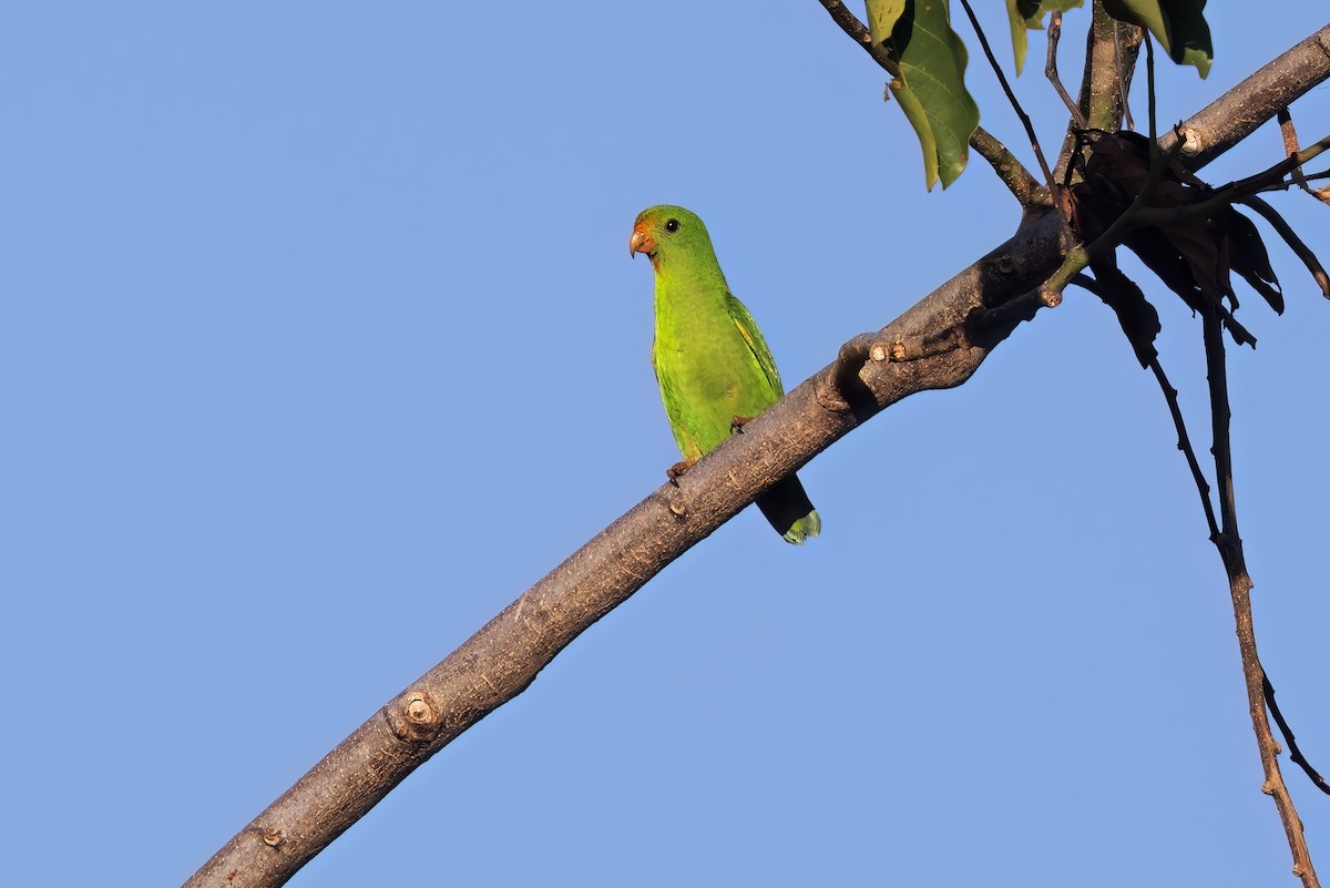 Pygmy Hanging-Parrot - ML609599237