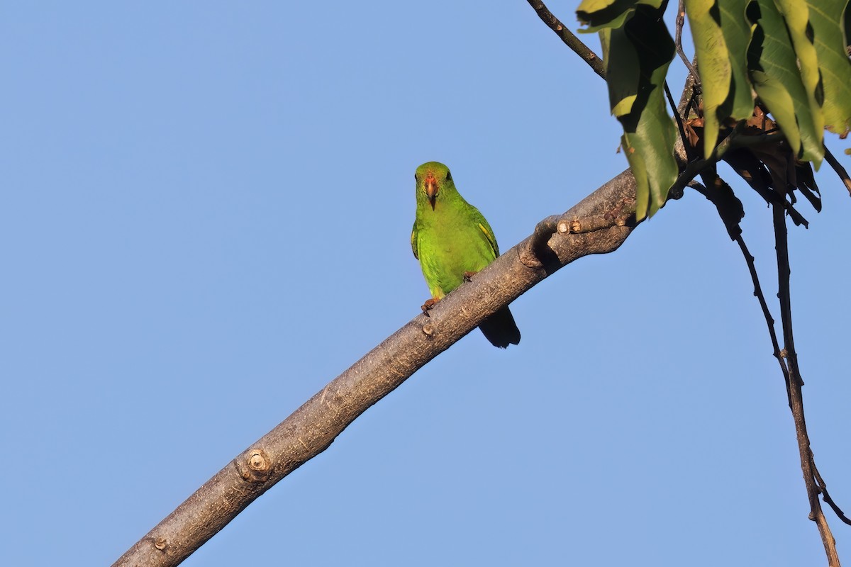 Pygmy Hanging-Parrot - ML609599238