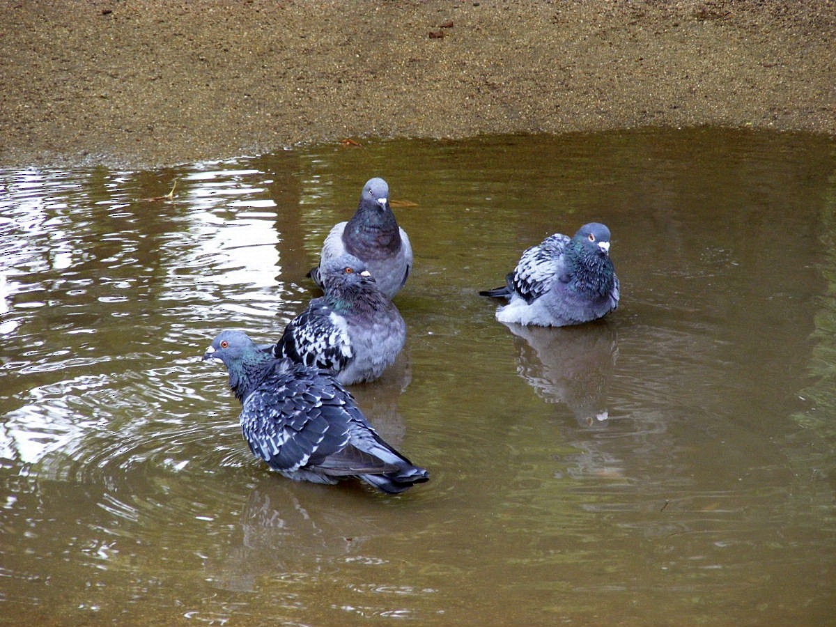Rock Pigeon (Feral Pigeon) - ML609599463