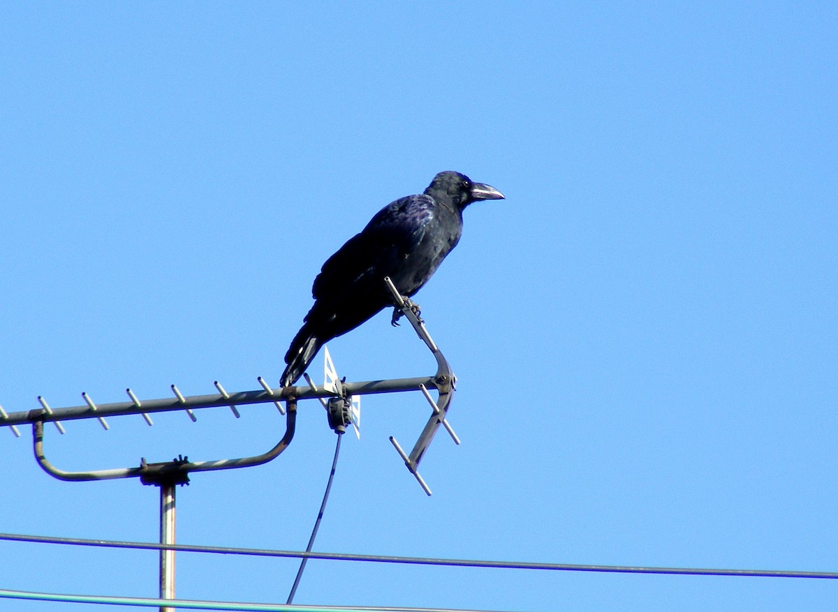 Large-billed Crow - ML609599491