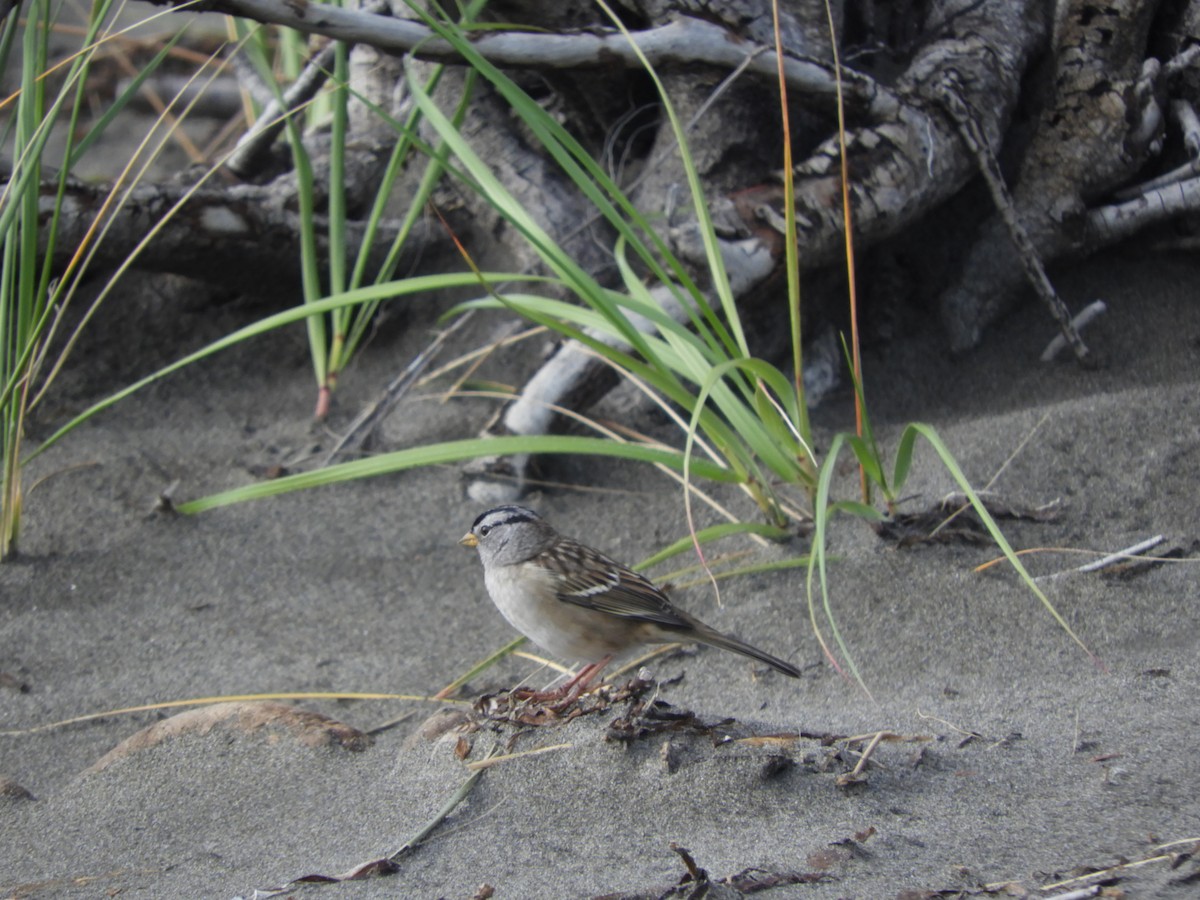 White-crowned Sparrow - ML609599565