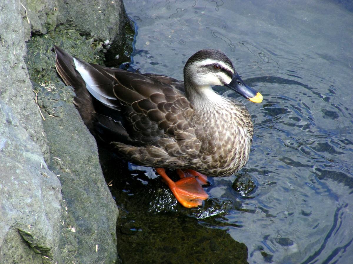 Eastern Spot-billed Duck - ML609599641