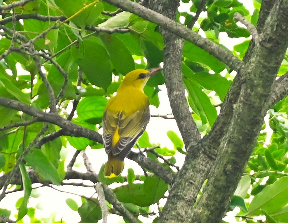 Indian Golden Oriole - ML609599877