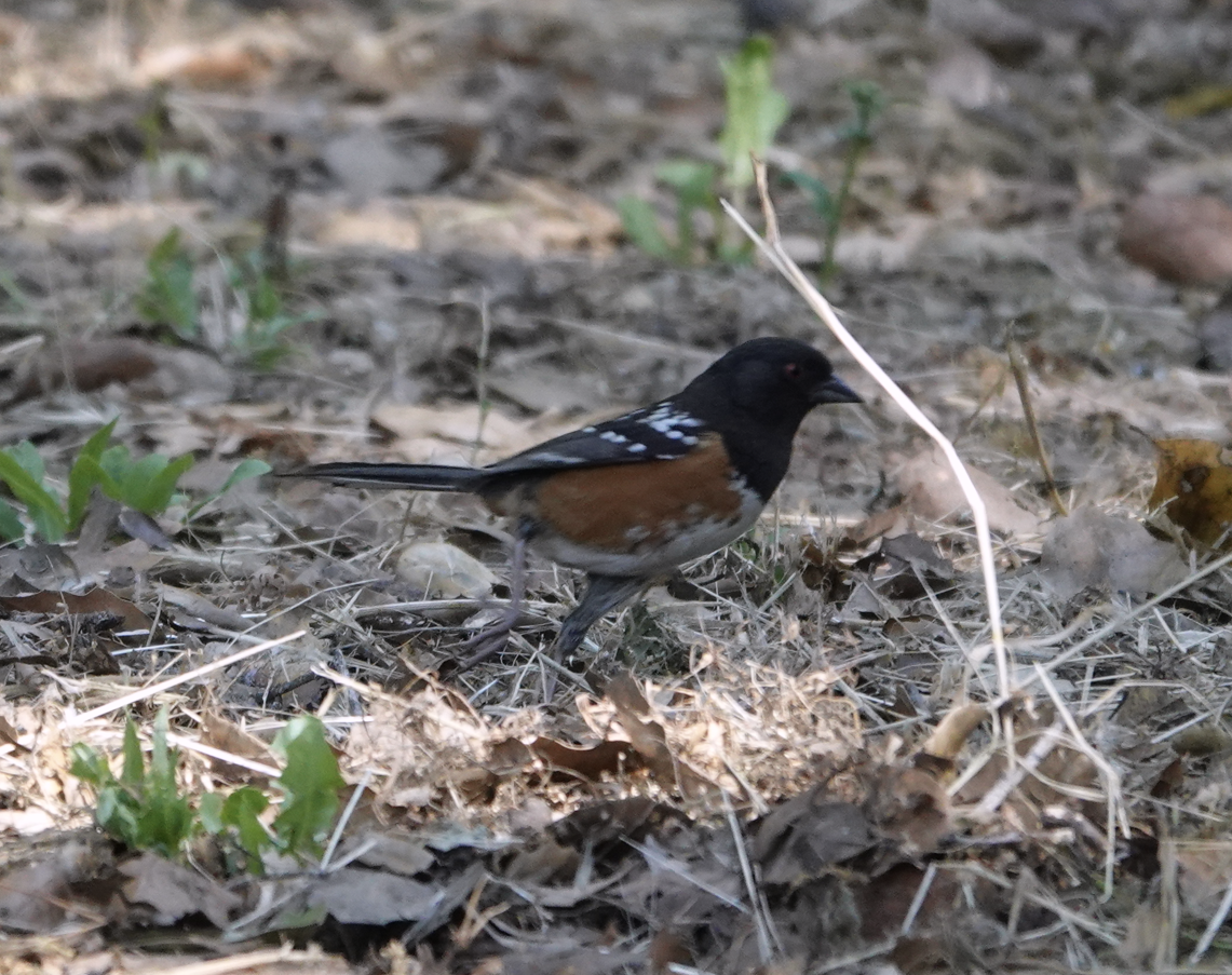 Spotted Towhee - ML609600726