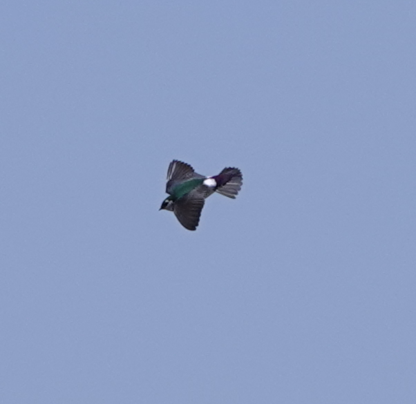 Violet-green Swallow - ML609600738