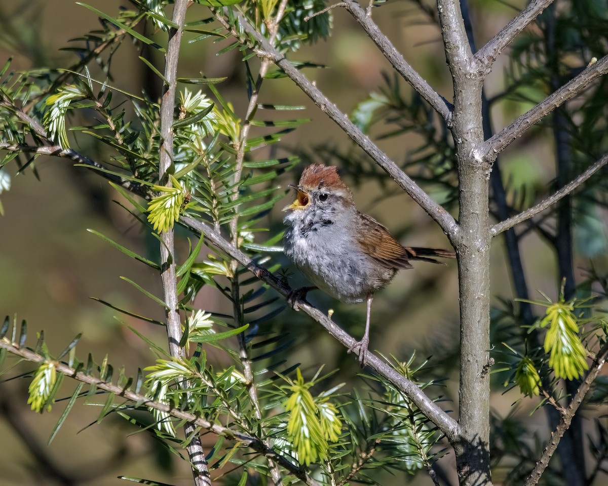Chestnut-crowned Bush Warbler - ML609601159