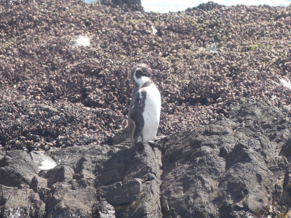 tučňák Humboldtův - ML609601233