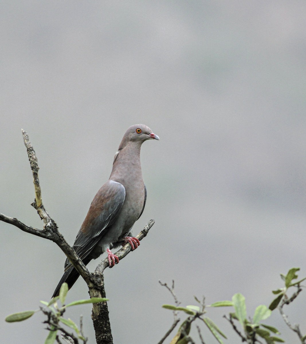 Peruvian Pigeon - ML609601309