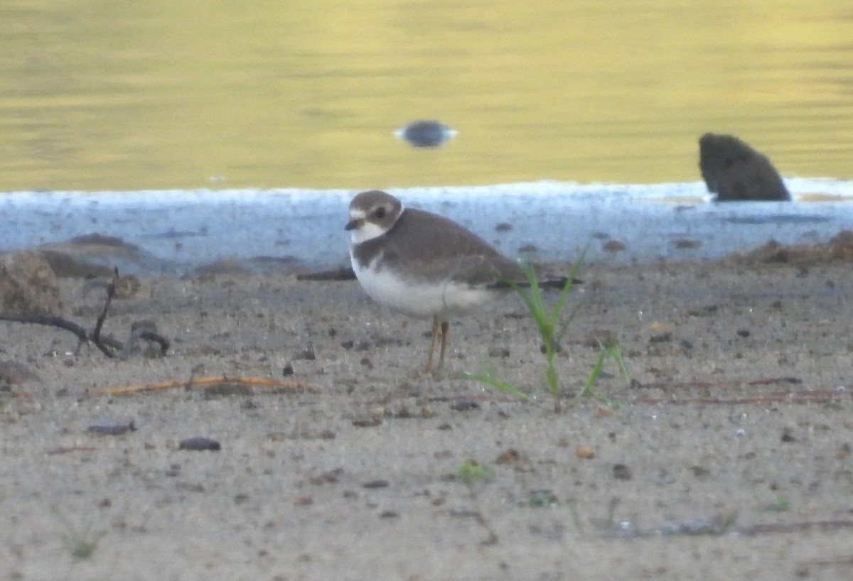 Semipalmated Plover - ML609601424