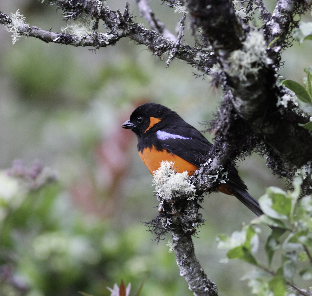 Scarlet-bellied Mountain Tanager - ML609601880