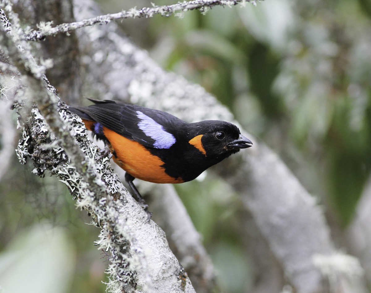 Scarlet-bellied Mountain Tanager - ML609601910