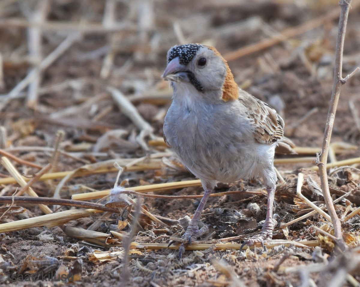 Speckle-fronted Weaver - ML609602038