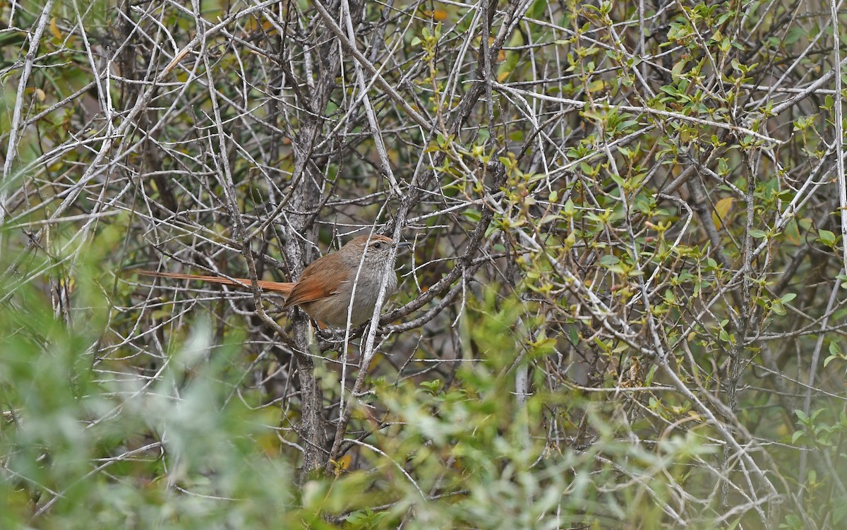 Rusty-fronted Canastero - ML609602043