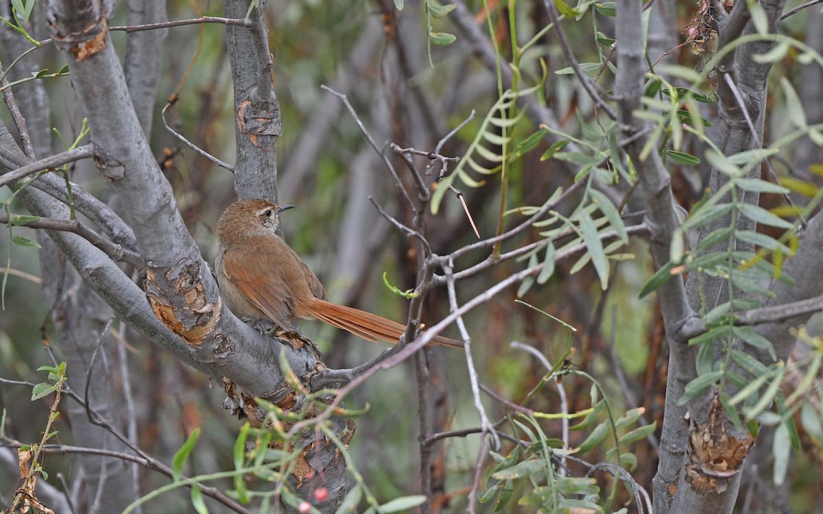Rusty-fronted Canastero - ML609602045